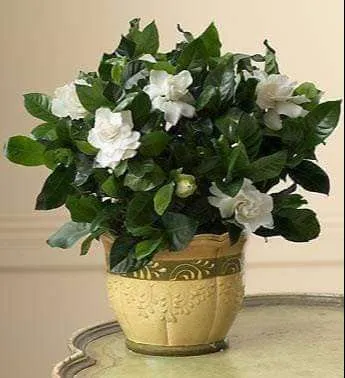 زهور الغاردينيا Gardenia - صورة 6