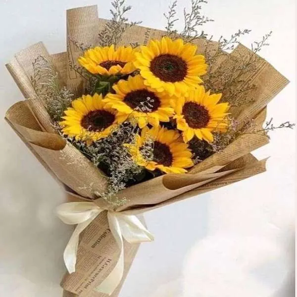 زهور دوار الشمس Sunflower