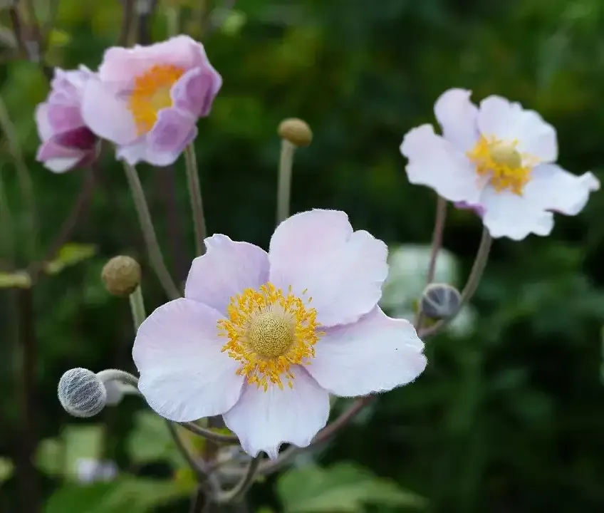 زهور شقائق النعمان Poppy anemone - صورة 2