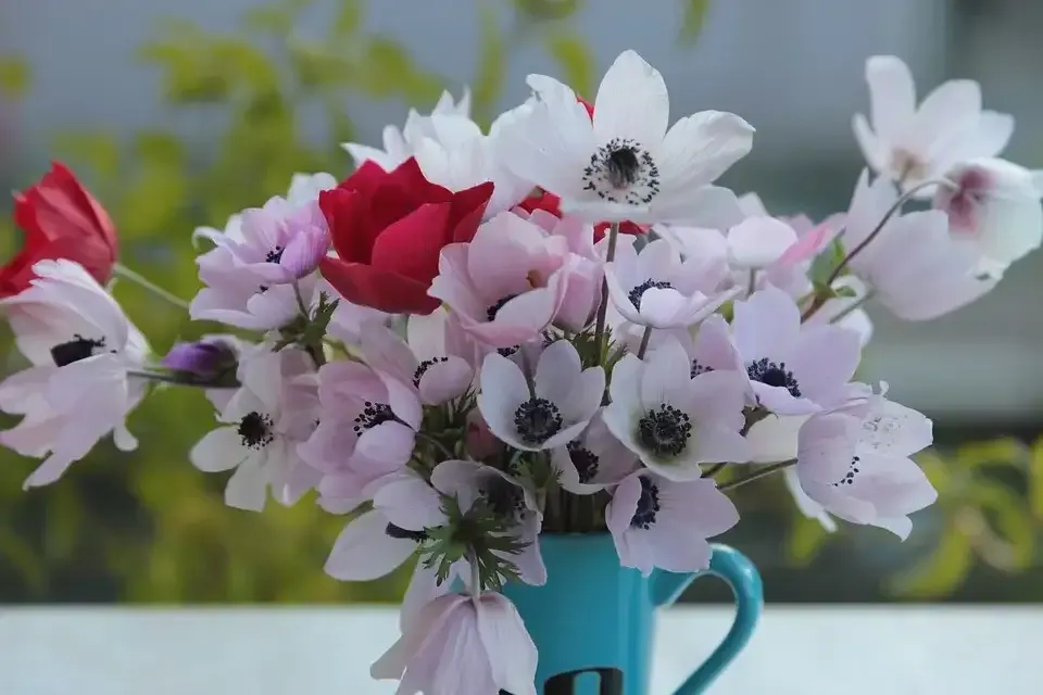 زهور شقائق النعمان Poppy anemone - صورة 3
