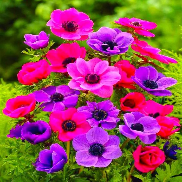 زهور شقائق النعمان Poppy anemone - صورة 5