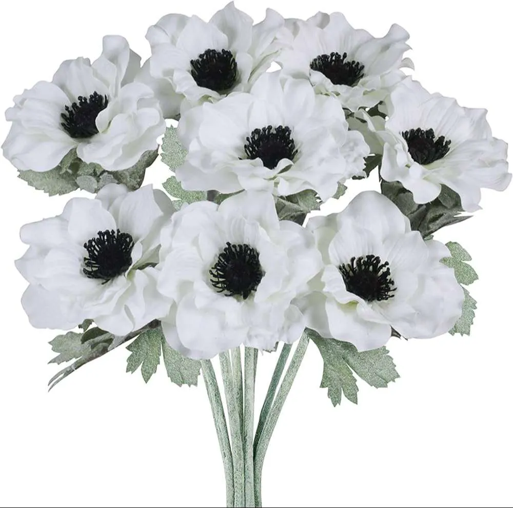 زهور شقائق النعمان Poppy anemone - صورة 6