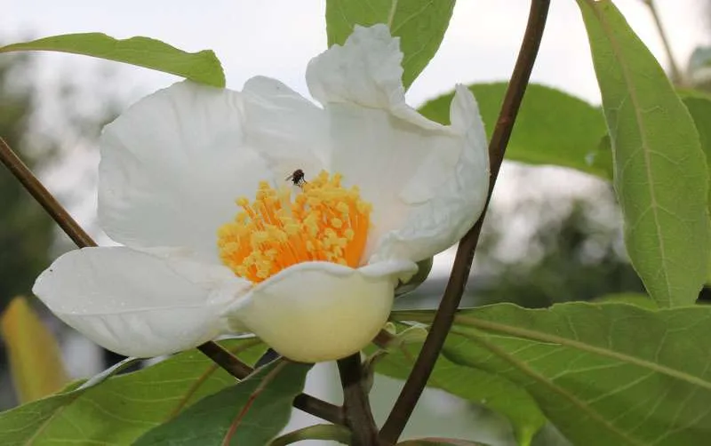 شجرة فرانكلين Franklinia