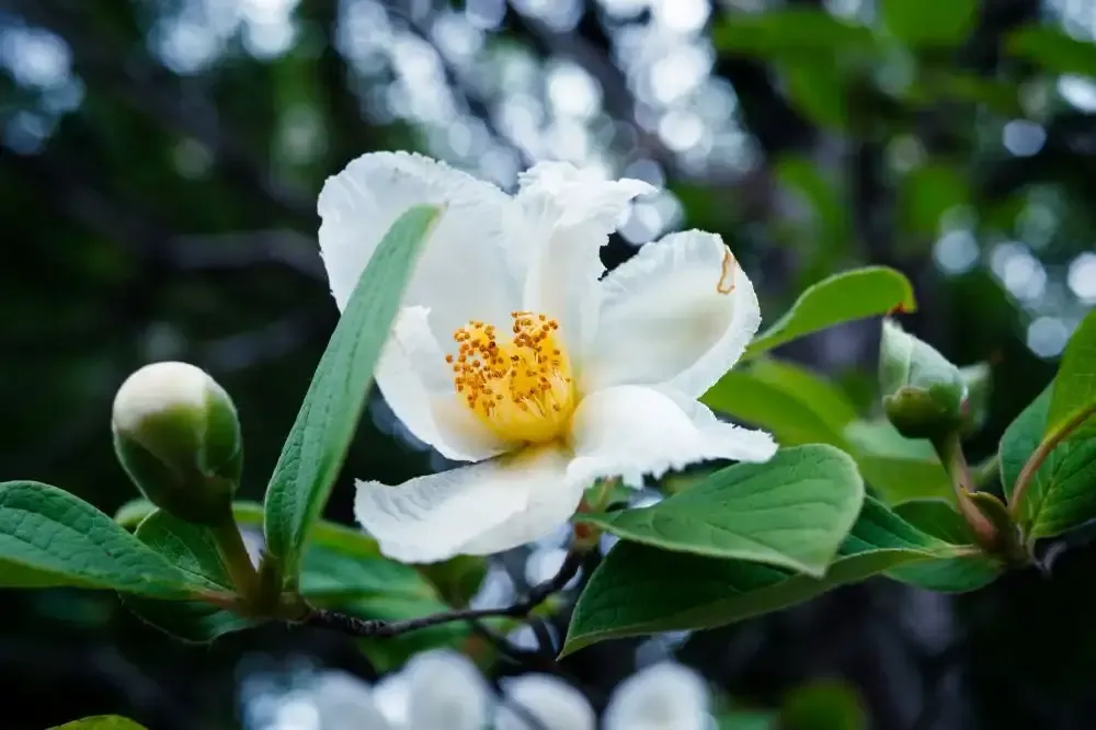 شجرة فرانكلين Franklinia - صورة 2