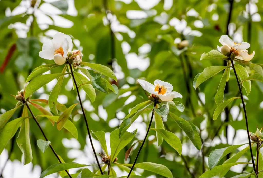 شجرة فرانكلين Franklinia - صورة 3