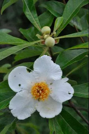 شجرة فرانكلين Franklinia - صورة 4