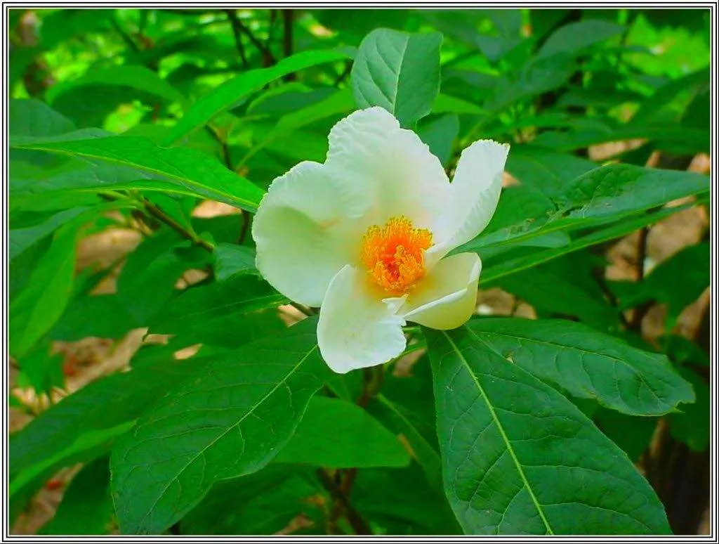 شجرة فرانكلين Franklinia - صورة 5