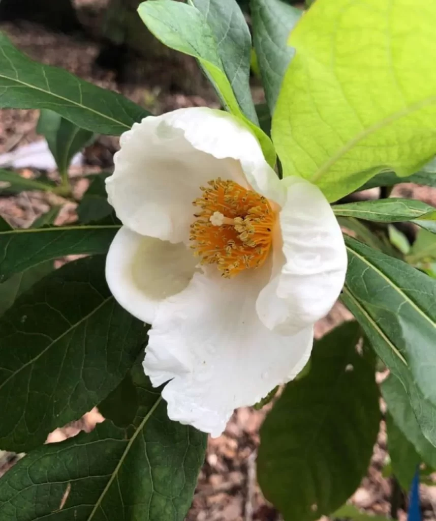 شجرة فرانكلين Franklinia - صورة 6