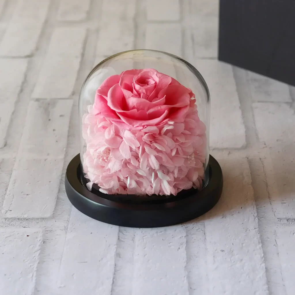 عود الصليب Peony