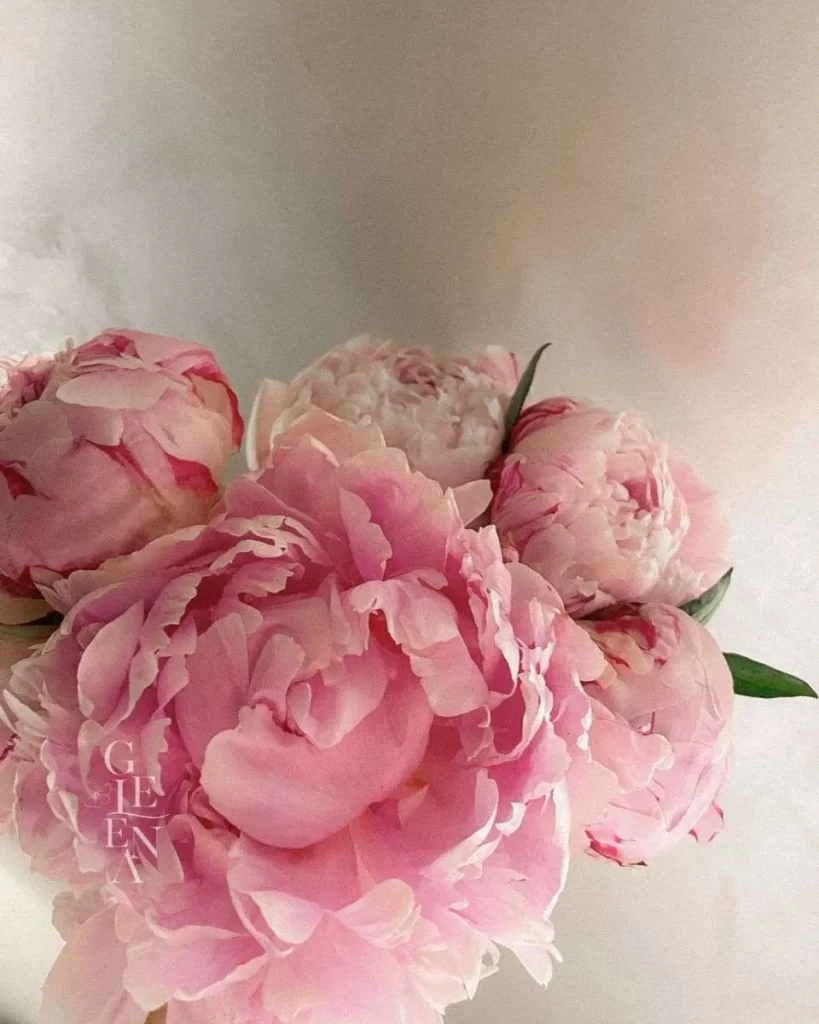 عود الصليب Peony - صورة 6