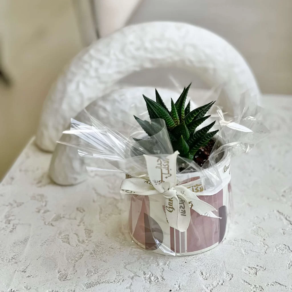 نبات الصبار