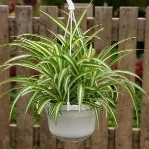 نبات العنكبوت Chlorophytum comosum