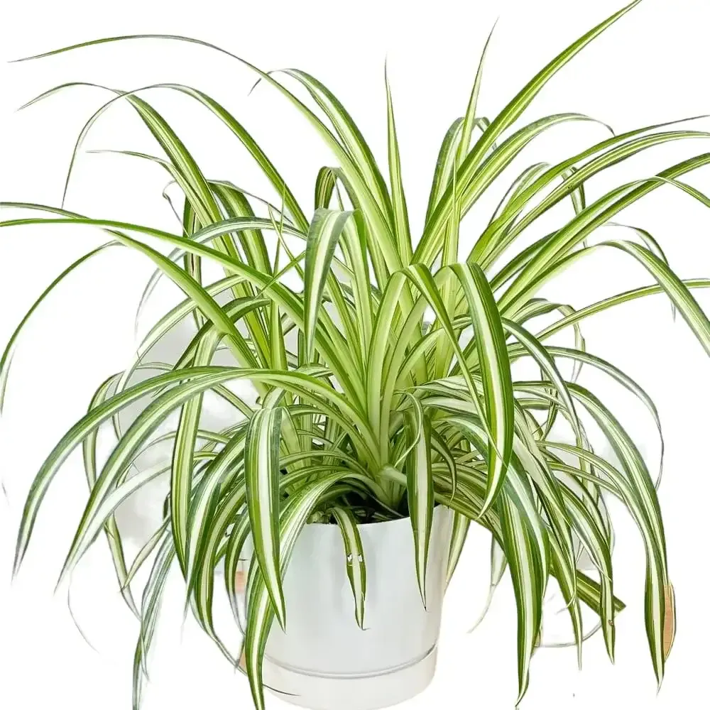 نبات العنكبوت Chlorophytum comosum - صورة 2