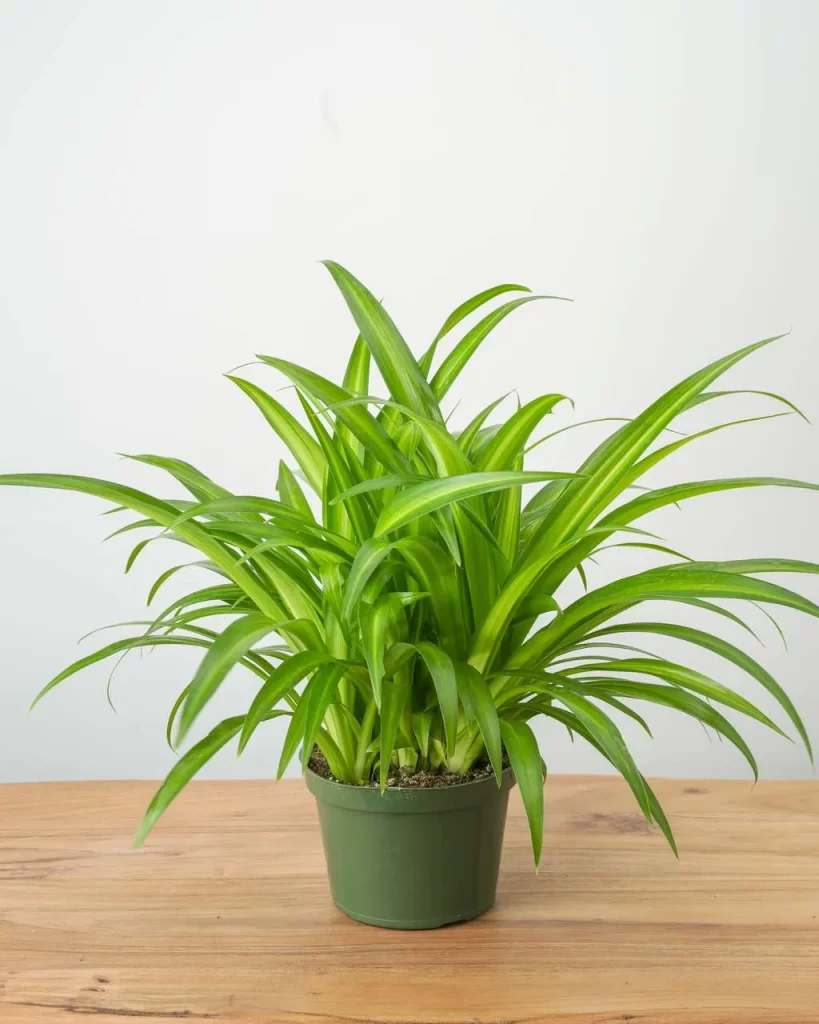 نبات العنكبوت Chlorophytum comosum - صورة 3