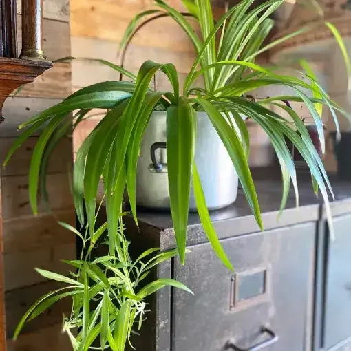 نبات العنكبوت Chlorophytum comosum - صورة 4