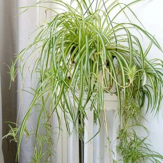 نبات العنكبوت Chlorophytum comosum - صورة 5