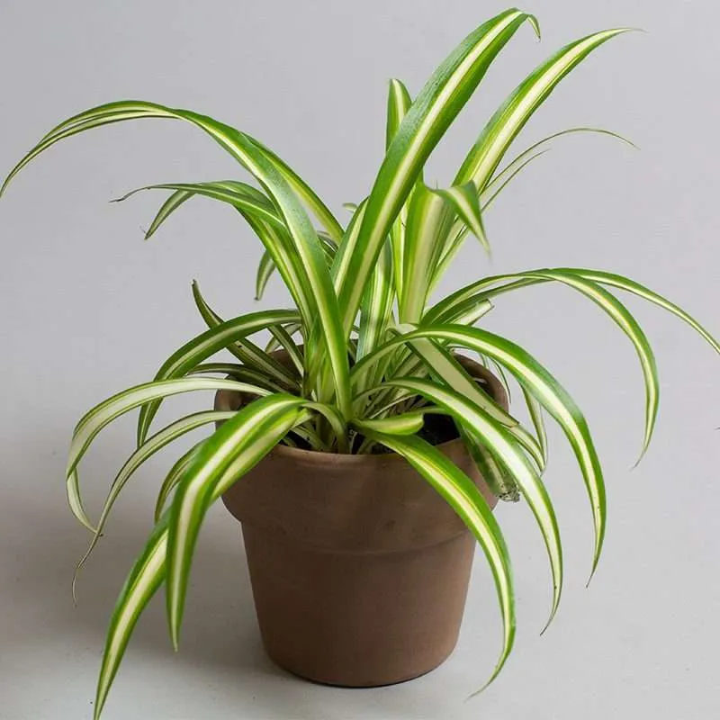 نبات العنكبوت Chlorophytum comosum - صورة 6
