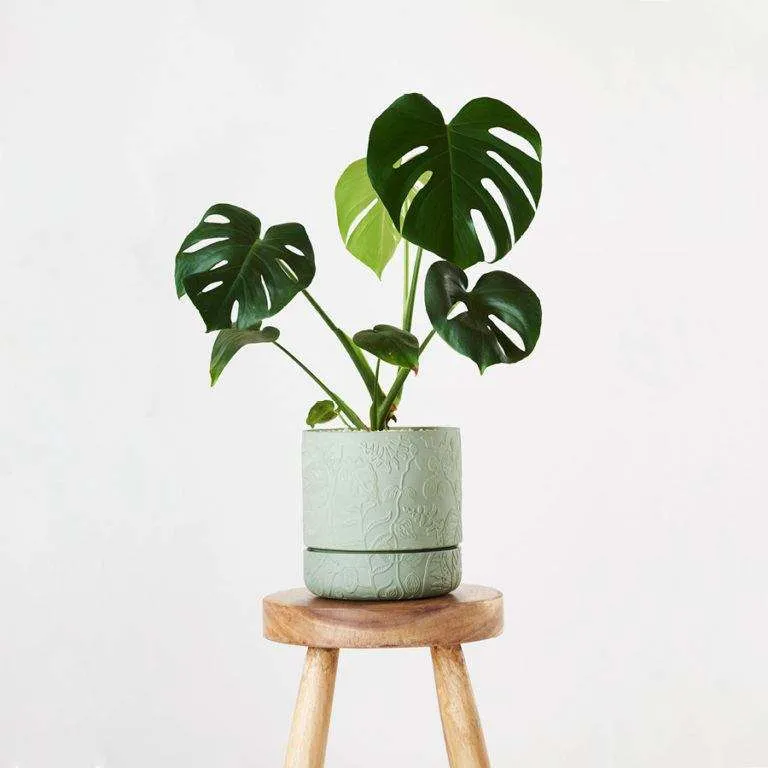 نبات القفص الصدري Monstera deliciosa
