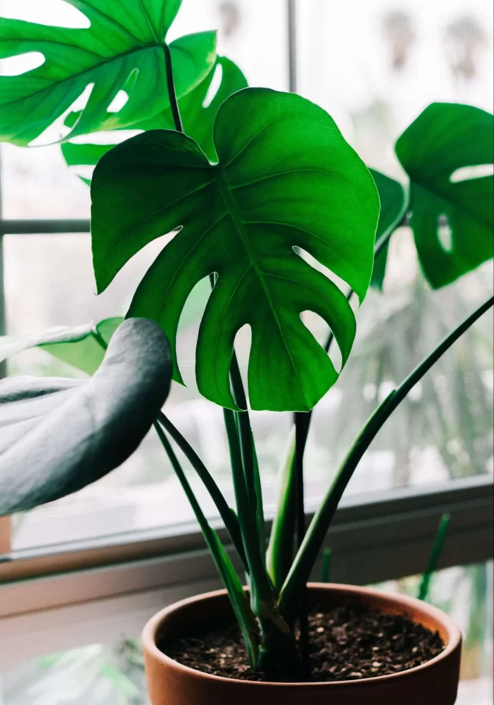 نبات القفص الصدري Monstera deliciosa - صورة 2