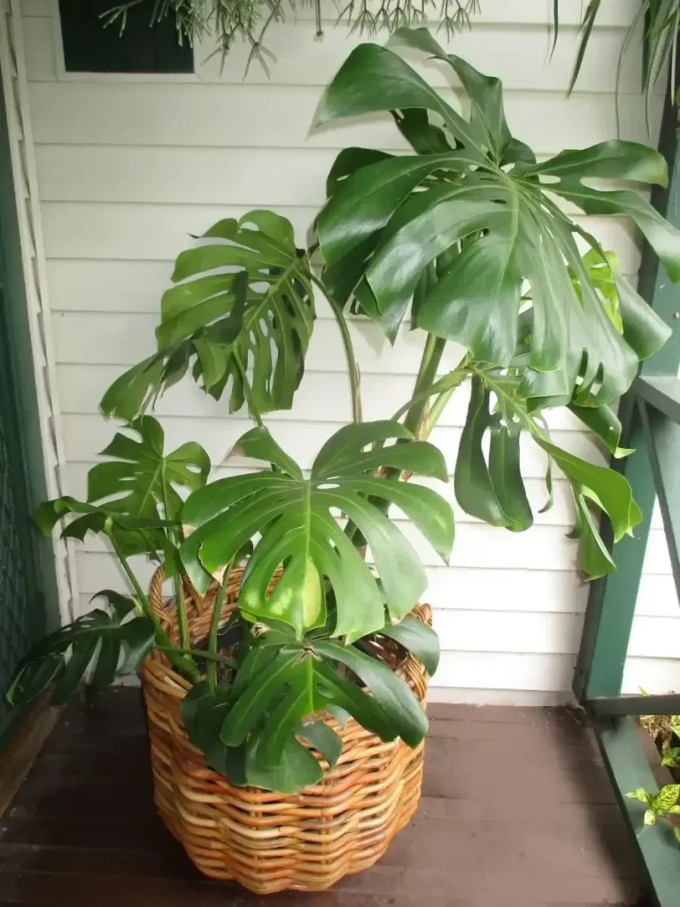 نبات القفص الصدري Monstera deliciosa - صورة 3