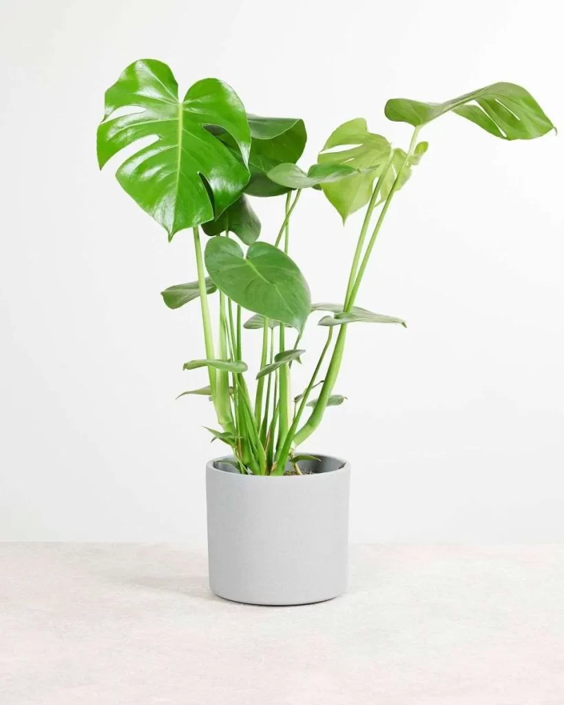 نبات القفص الصدري Monstera deliciosa - صورة 4