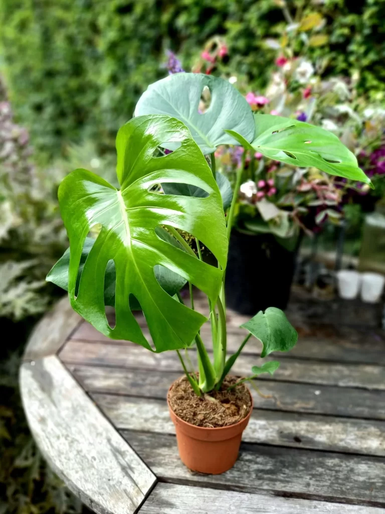 نبات القفص الصدري Monstera deliciosa - صورة 5