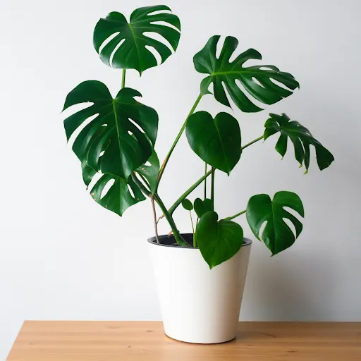 نبات القفص الصدري Monstera deliciosa - صورة 6