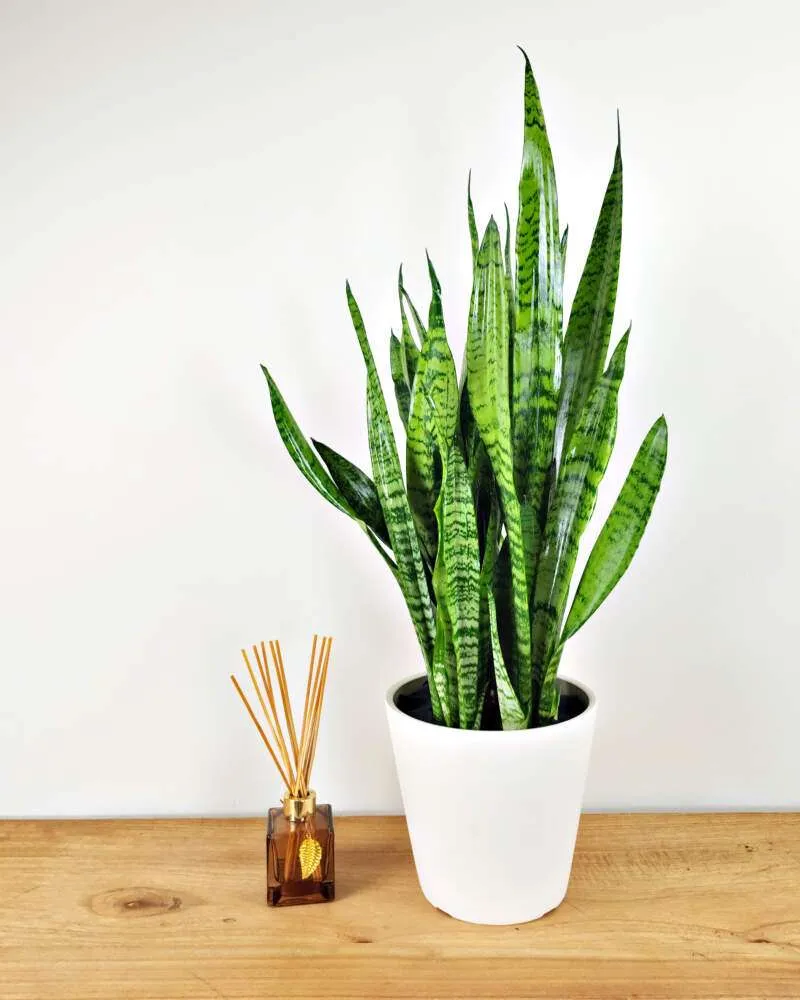نبات سنسفيريا Sansevieria Trifasciata