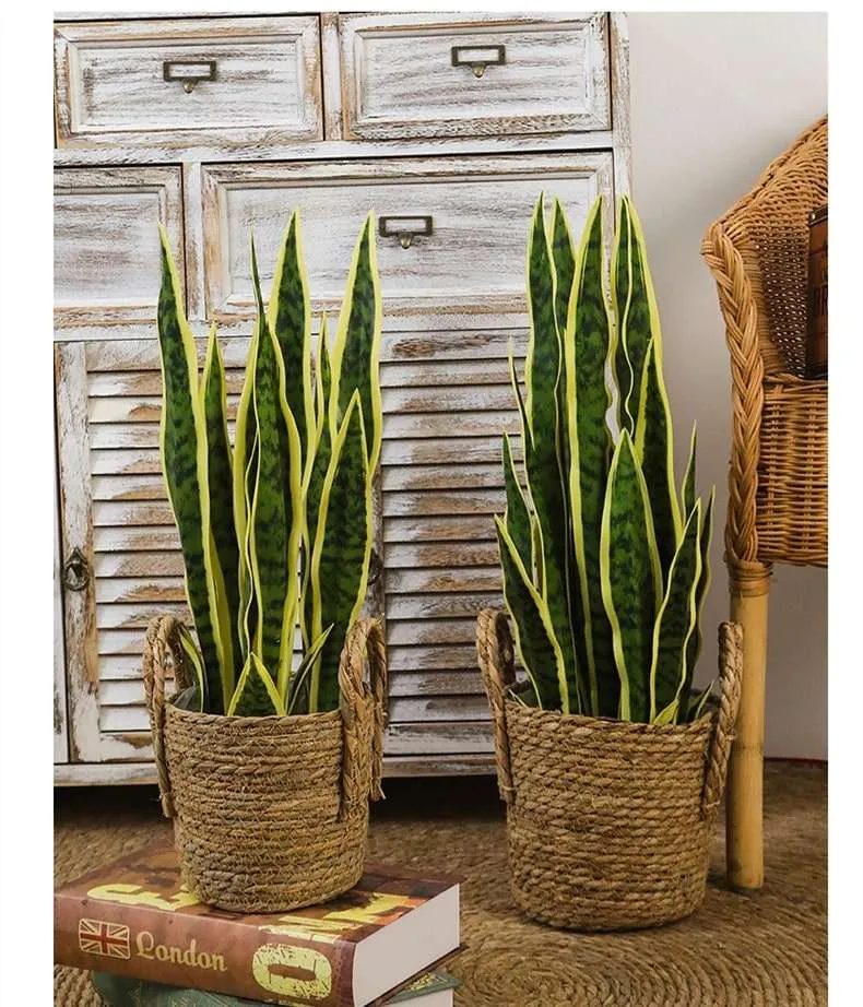 نبات سنسفيريا Sansevieria Trifasciata - صورة 2