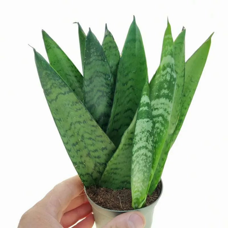 نبات سنسفيريا Sansevieria Trifasciata - صورة 3