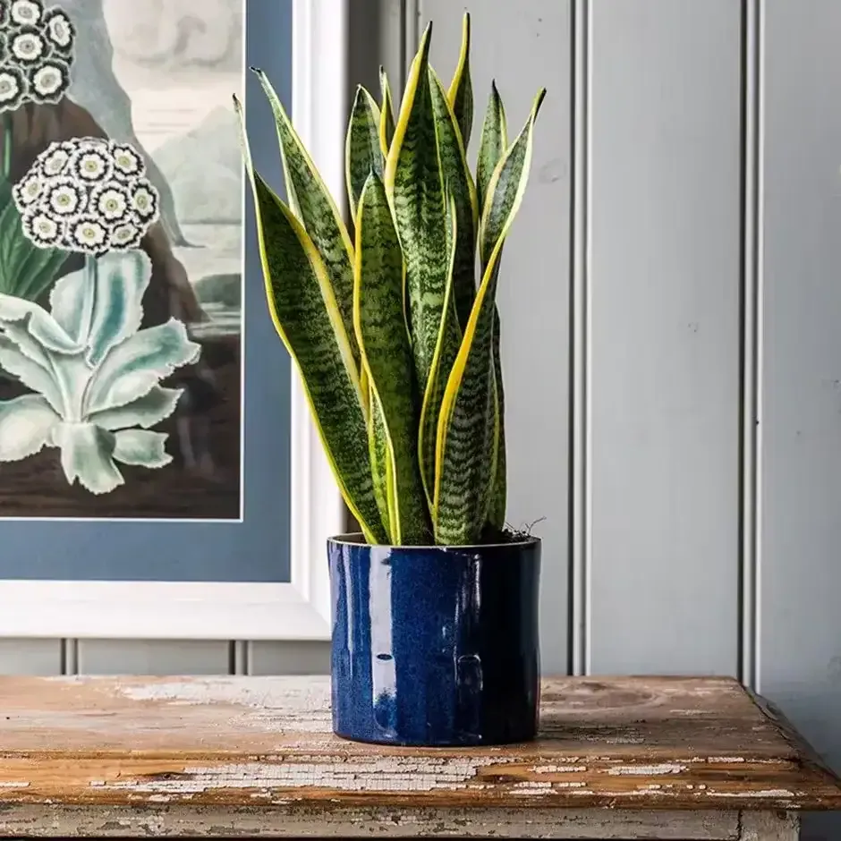 نبات سنسفيريا Sansevieria Trifasciata - صورة 4