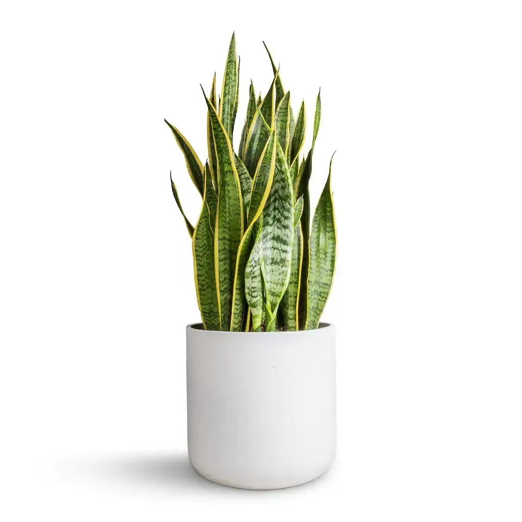 نبات سنسفيريا Sansevieria Trifasciata - صورة 5