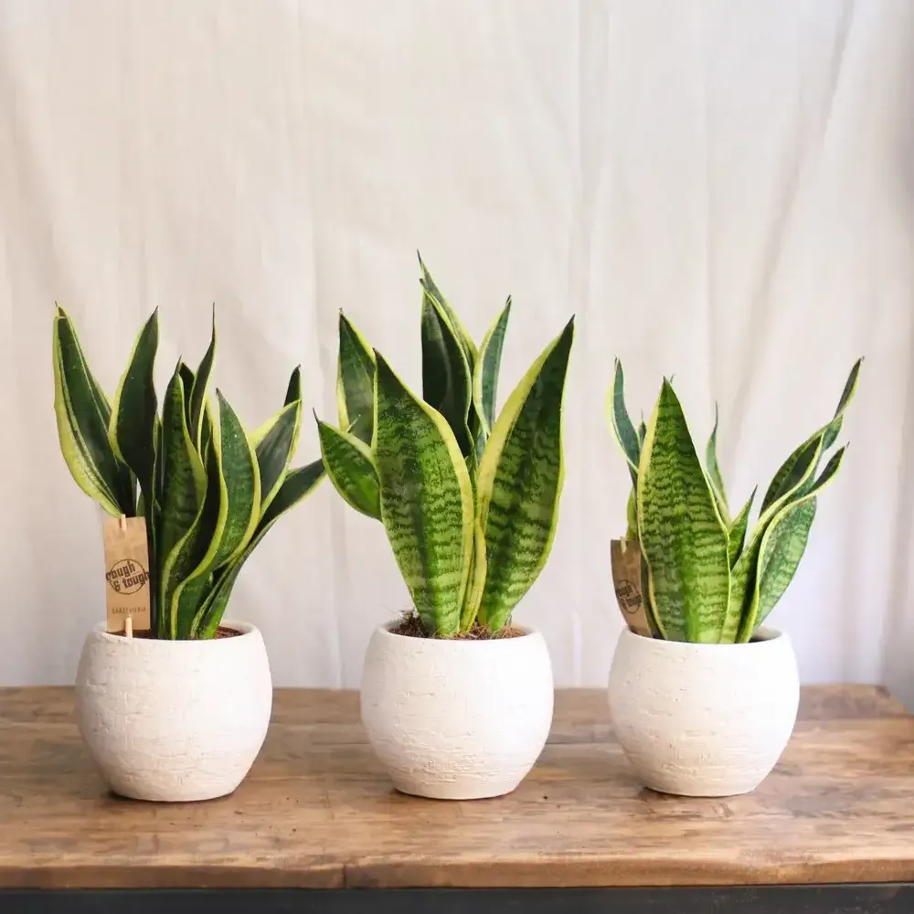 نبات سنسفيريا Sansevieria Trifasciata - صورة 6