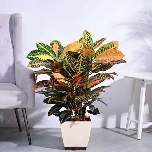 نبات كروتون Crotons