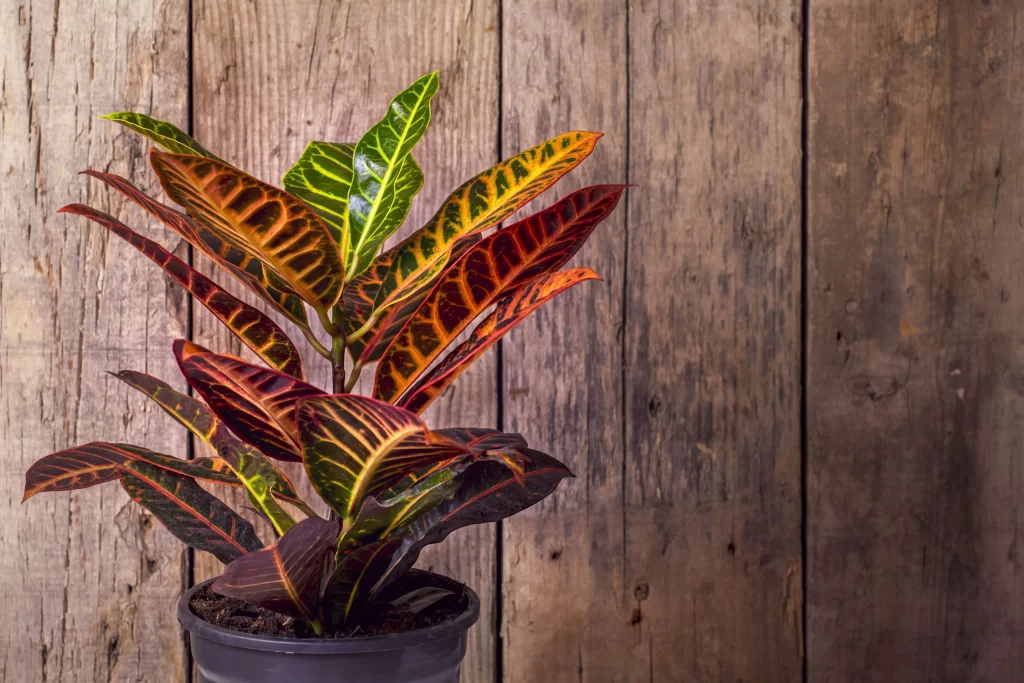 نبات كروتون Crotons - صورة 2