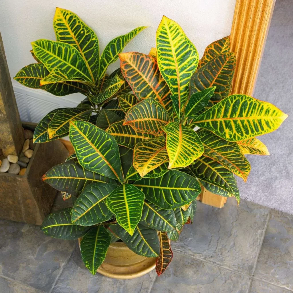 نبات كروتون Crotons - صورة 3