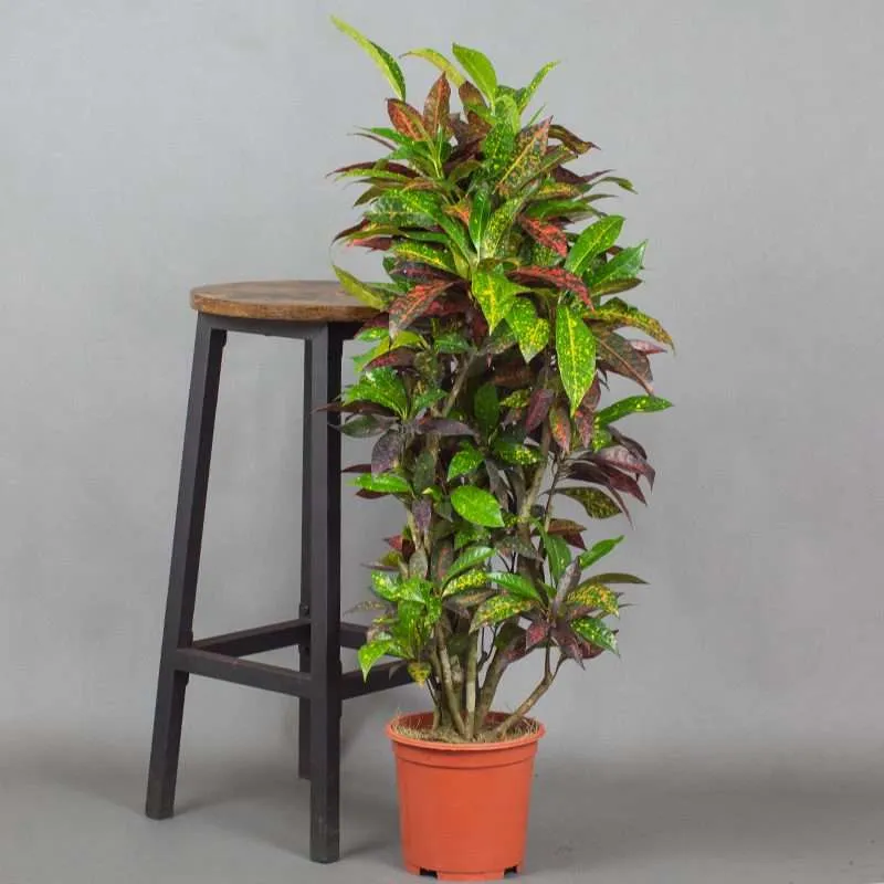 نبات كروتون Crotons - صورة 4