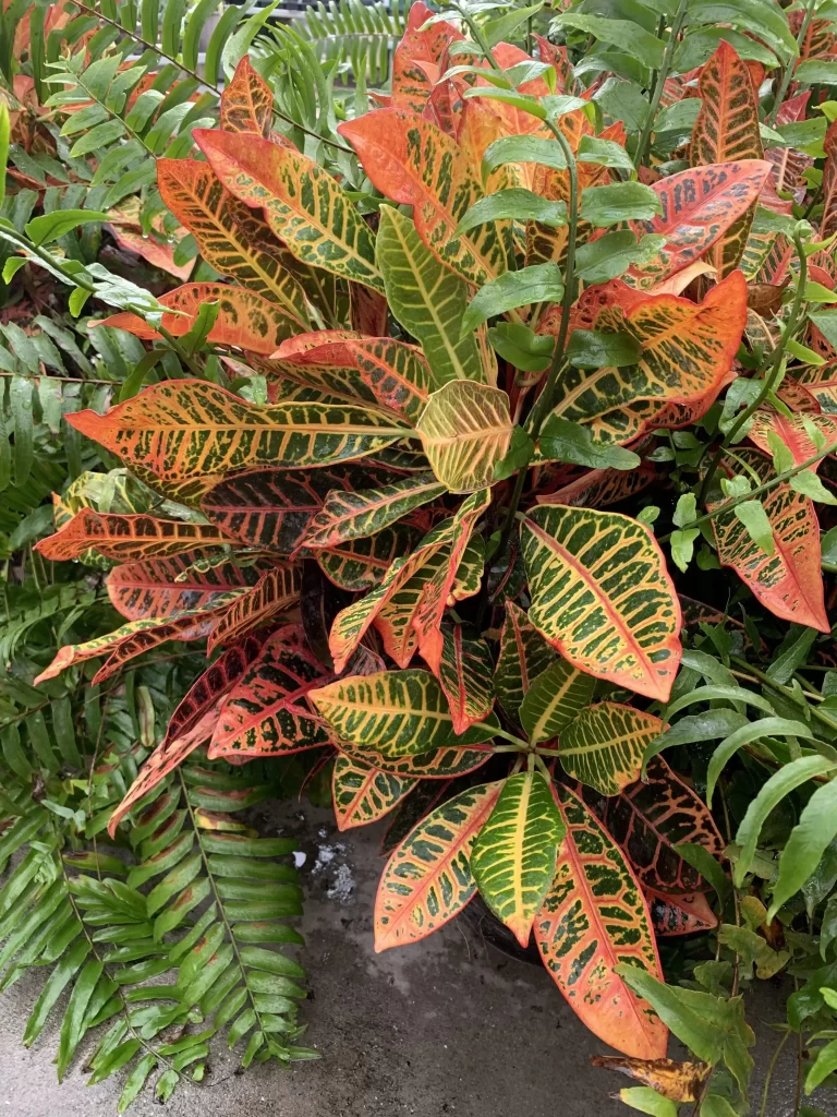 نبات كروتون Crotons - صورة 5