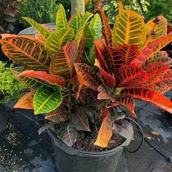نبات كروتون Crotons - صورة 6