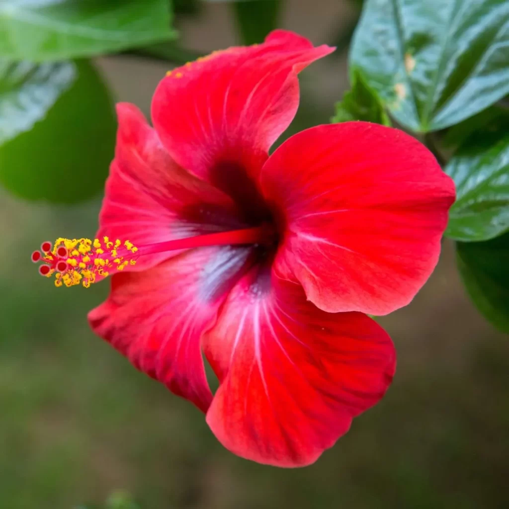 نبات هيبسكس Hibiscus - صورة 2