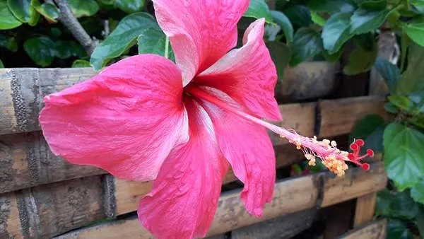 نبات هيبسكس Hibiscus - صورة 3