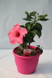 نبات هيبسكس Hibiscus - صورة 4