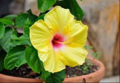نبات هيبسكس Hibiscus - صورة 5