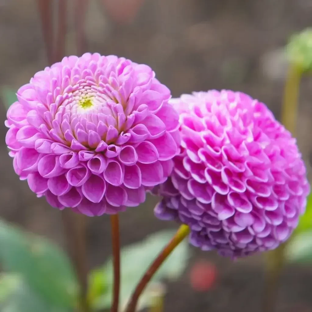 ورد اضاليا Dahlia - صورة 2