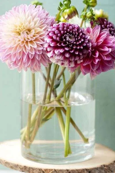 ورد اضاليا Dahlia - صورة 3