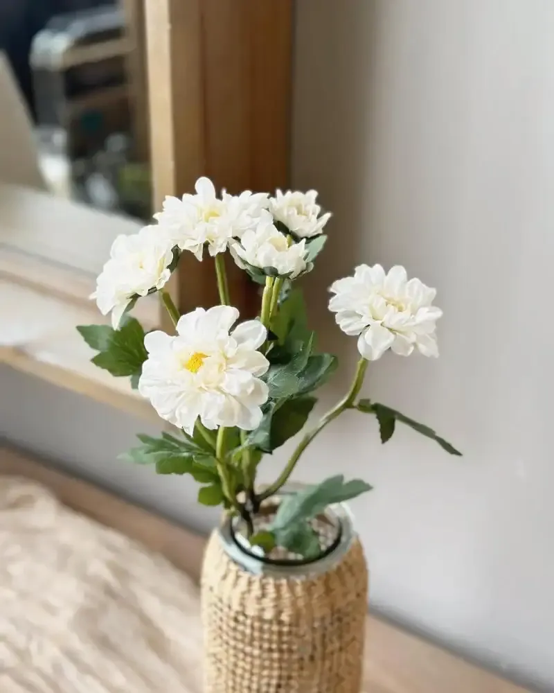 ورد الاقحوان Chrysanthemum - صورة 3