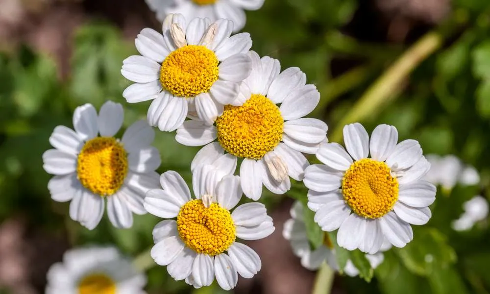 ورد الاقحوان Chrysanthemum - صورة 5