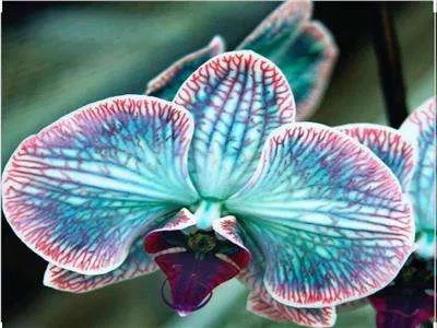 ورد الاوركيد Orchids