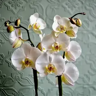ورد الاوركيد Orchids - صورة 2