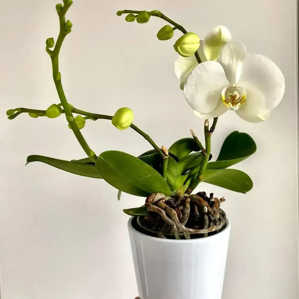 ورد الاوركيد Orchids - صورة 4